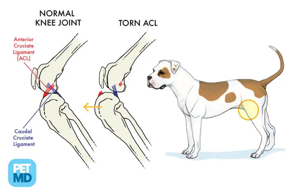 diagnosing ccl/acl tears