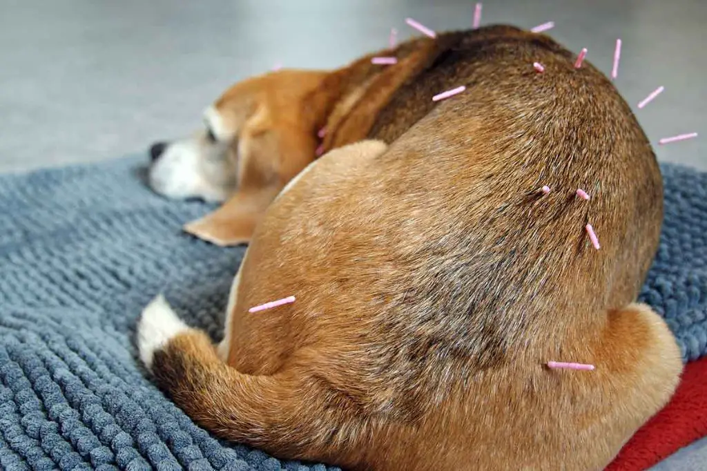 acupuncture needles being inserted into a dog