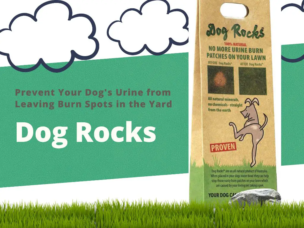 adding fresh dog rocks to a dog's water bowl