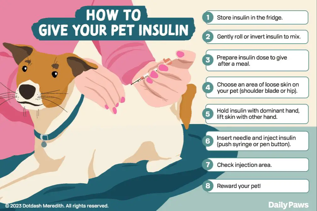 administering an insulin injection to a dog