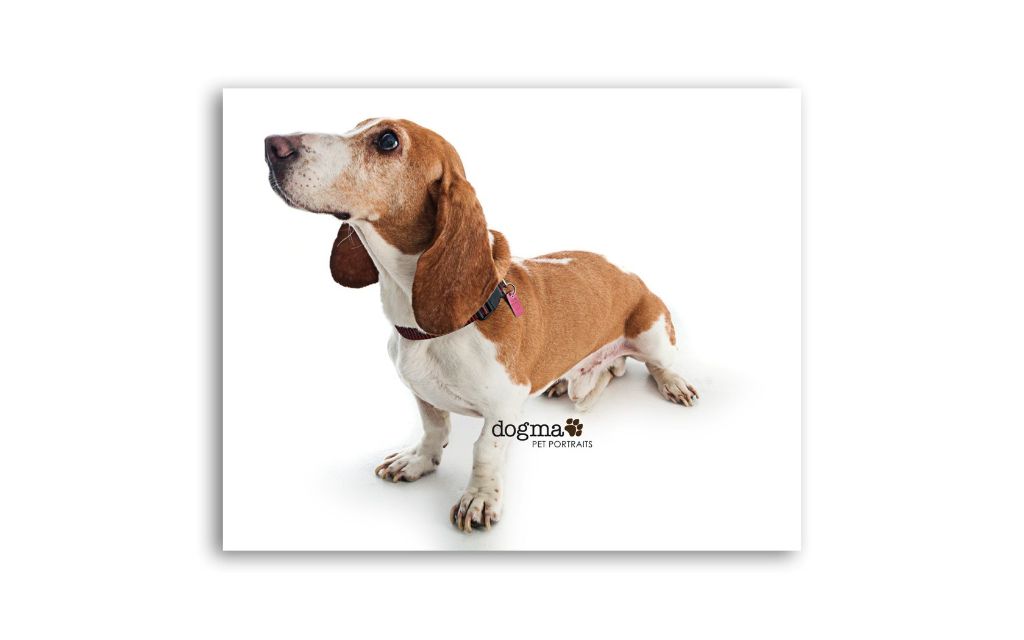 adoptable basset hound portrait