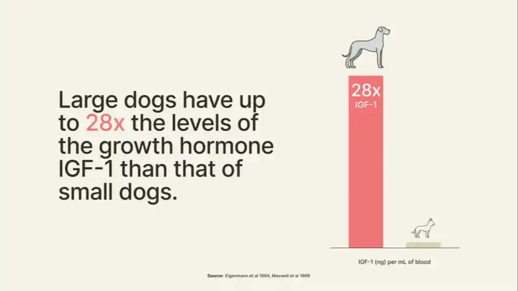 advances in veterinary medicine may extend dog longevity