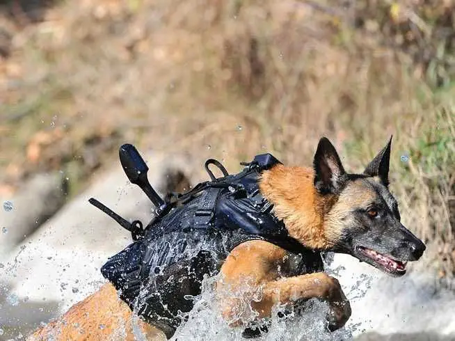 advantages of using dogs for special operations