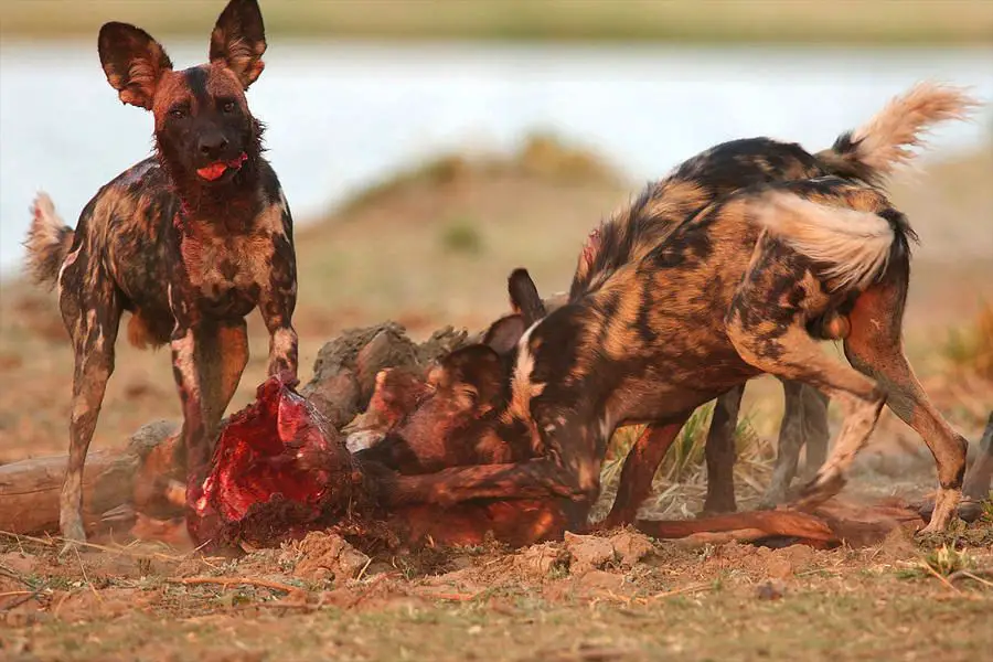 african wild dog eating impala carcass with pups