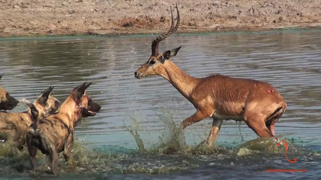 african wild dogs hunting an impala