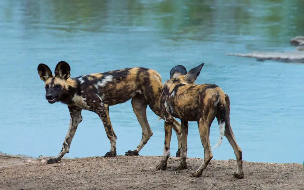 african wild dogs reintroduced to a national park