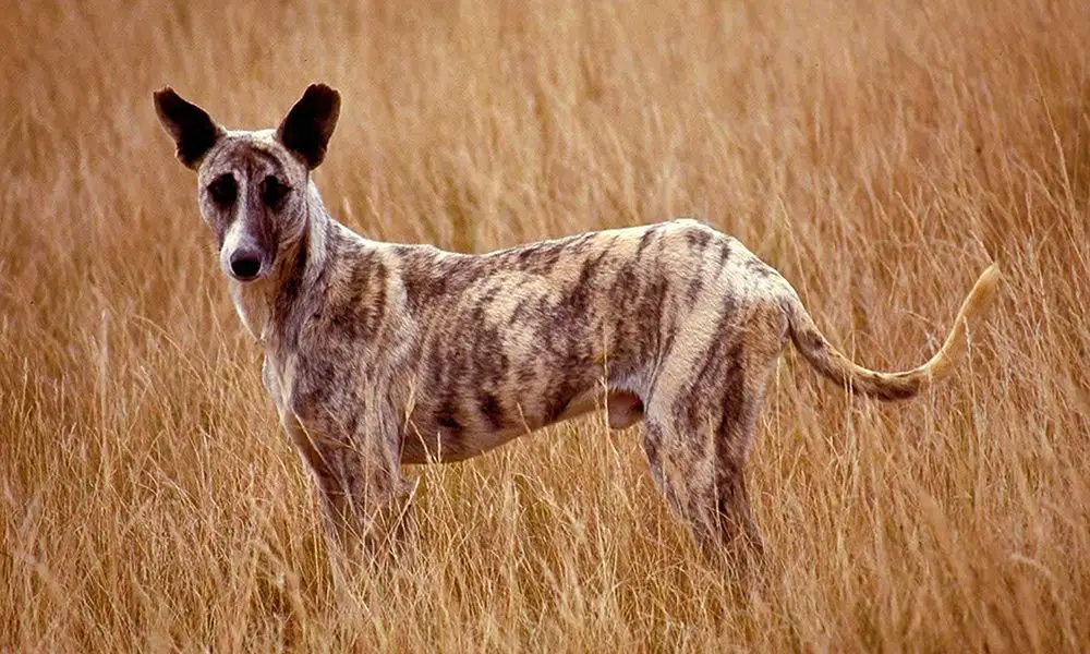 africanis dogs guarding livestock