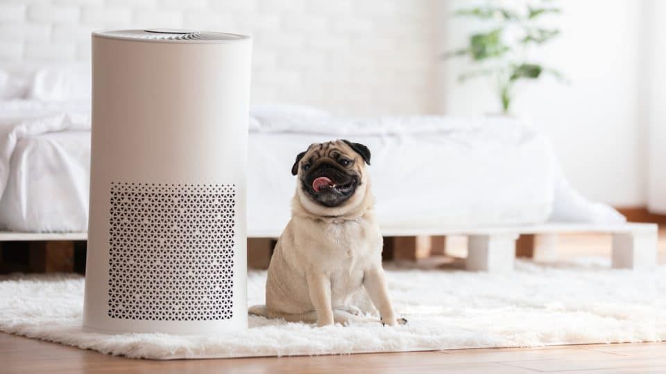 air purifier filtering out dog dander in a home