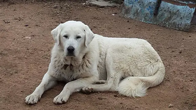 akbash dog protecting livestock from predators