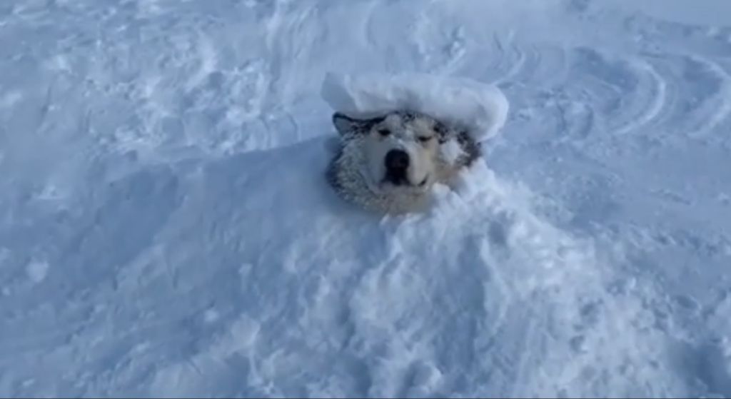alaskan malamute playing in snow
