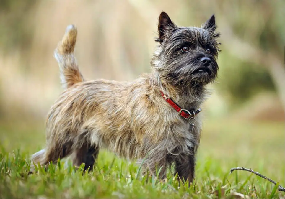 allergy suffers experiences living with cairn terriers
