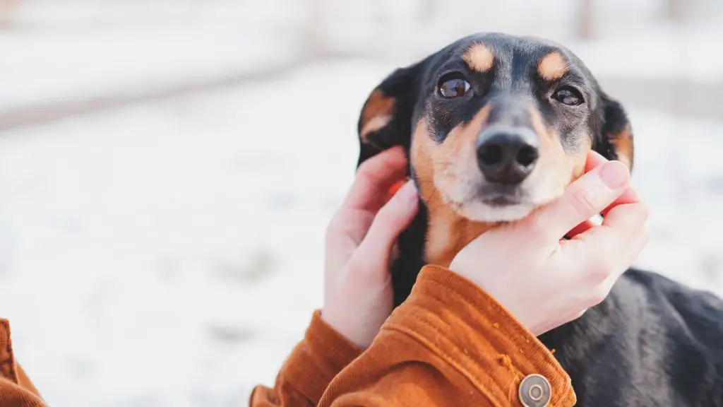 alternative bonding activities like brushing a dog's fur