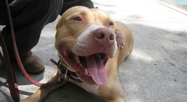 an adopted former fighting dog affectionately playing with a child, portraying that rehabilitation is possible despite their trauma