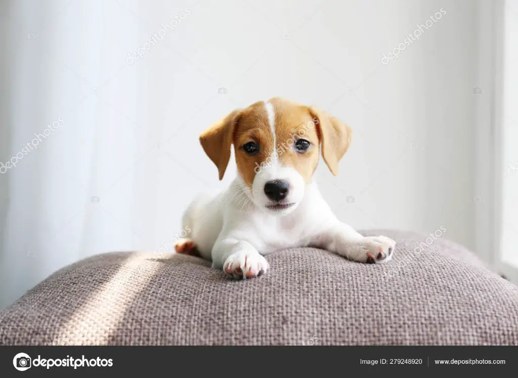 an adorable jack russell terrier puppy with white and brown fur sits on a wooden surface looking at the camera. the puppy's head is slightly tilted.