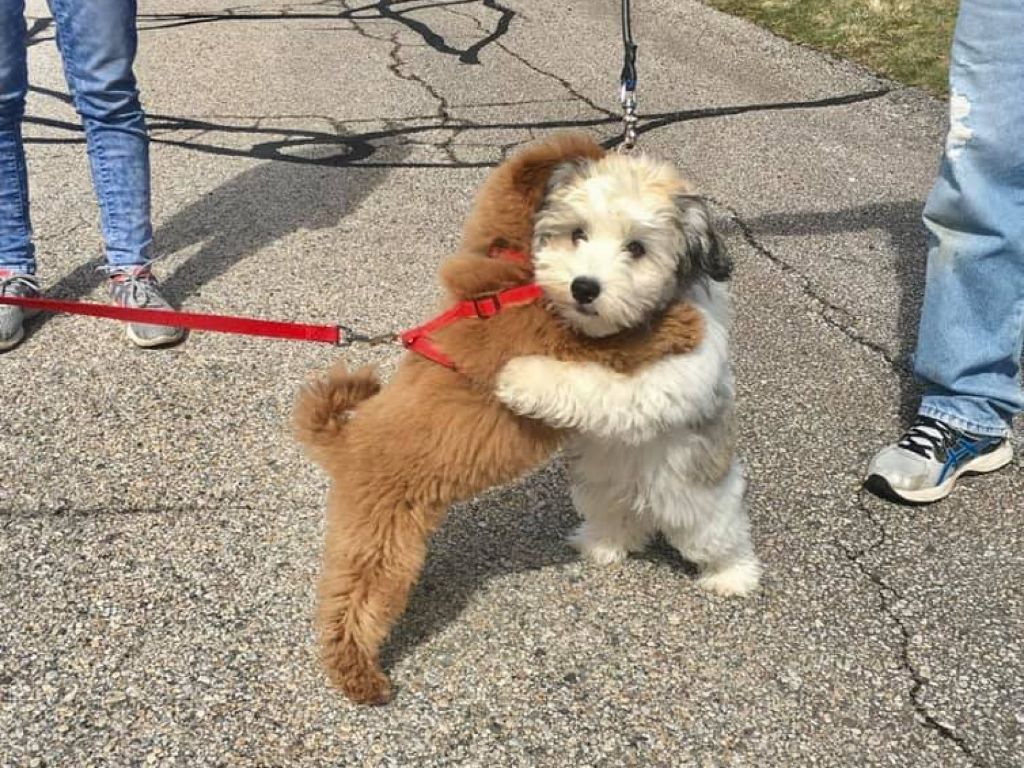an adorable puppy being hugged.