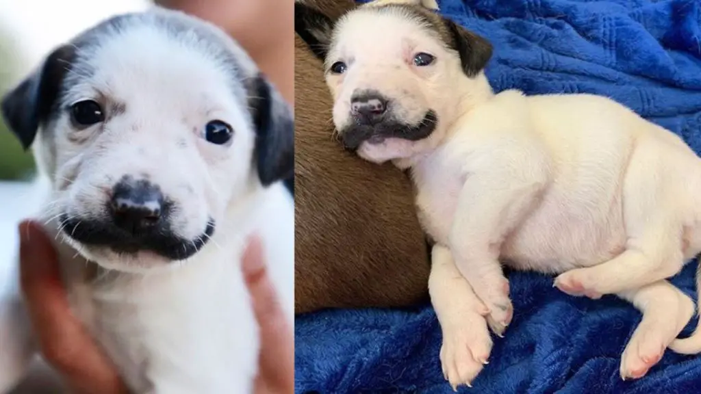 an adorable puppy being photographed for adoption marketing materials