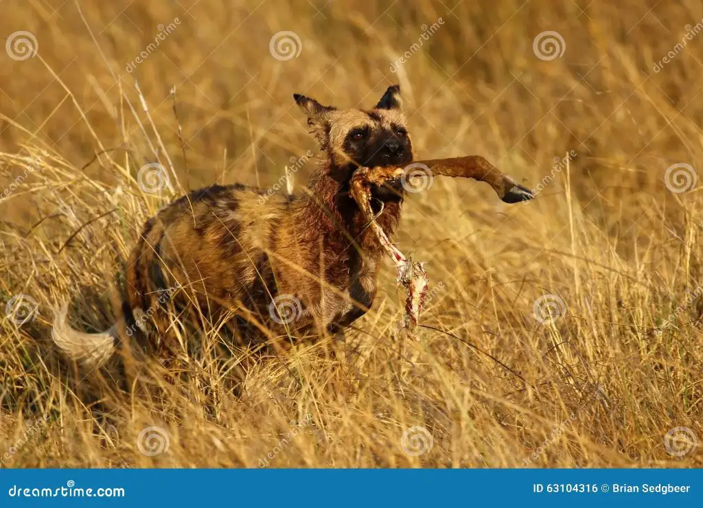 an african wild dog carrying an impala leg