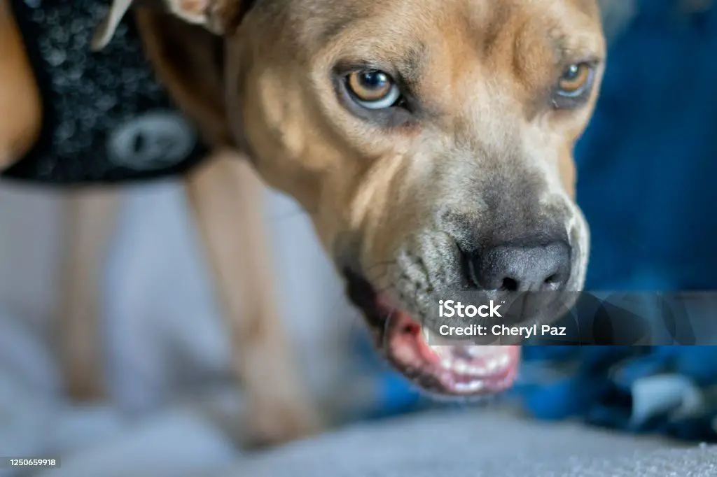 an aggressive pit bull growling and showing its teeth