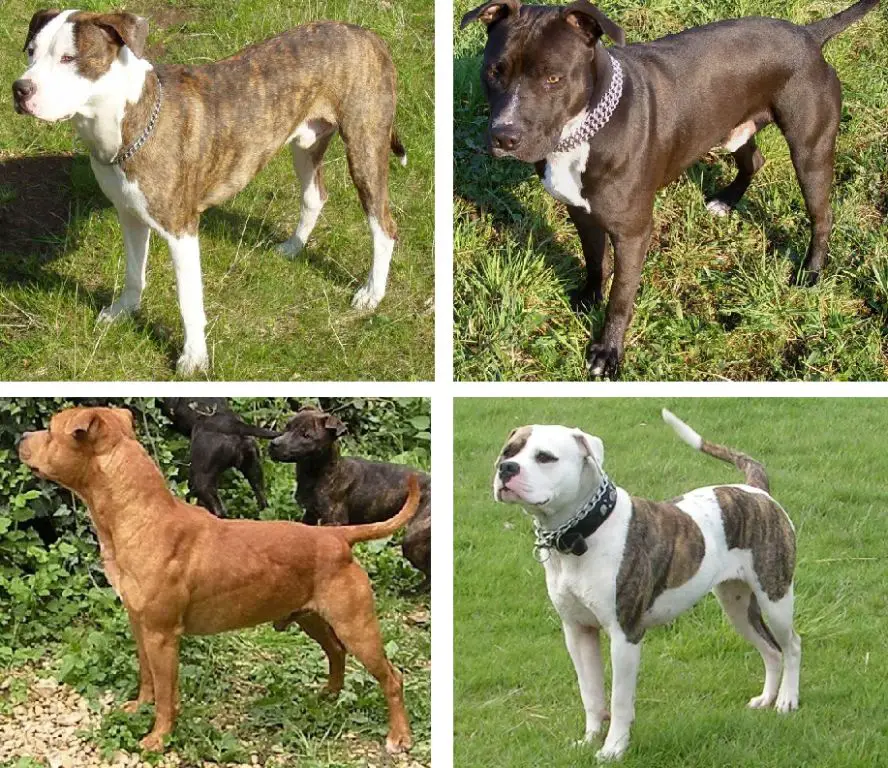 an aggressive pit bull terrier straining against a chain, symbolizing the cruelty forced upon dogs bred for fighting