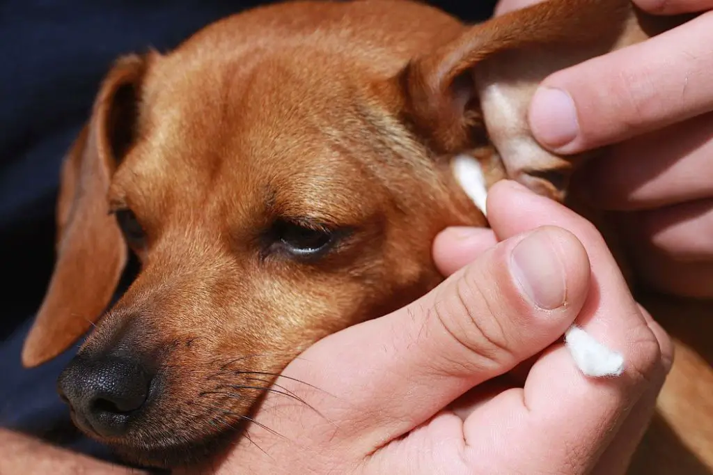 an aging dog scratching their ear due to worsening allergies