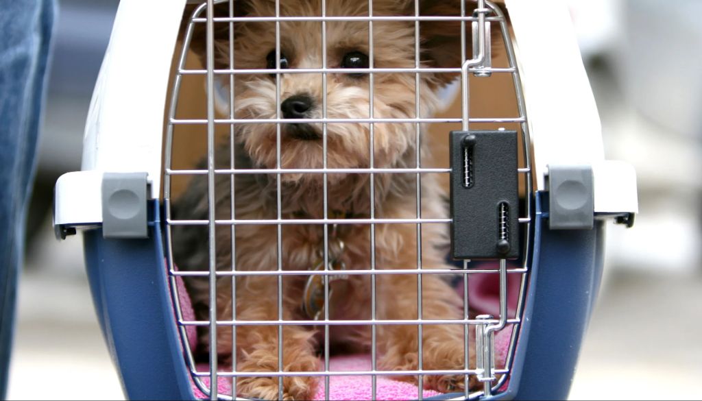 an airline employee measuring a dog carrier at check-in