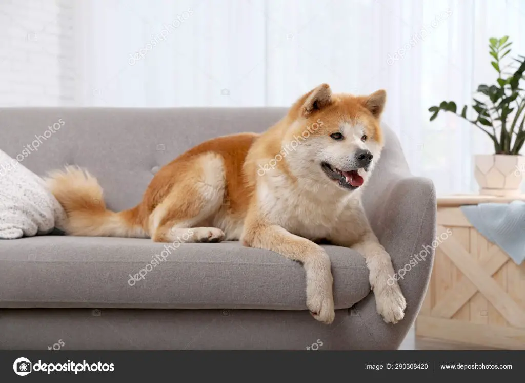 an akita dog lounging on a sofa