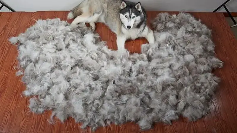 an alaskan malamute blowing its thick winter coat