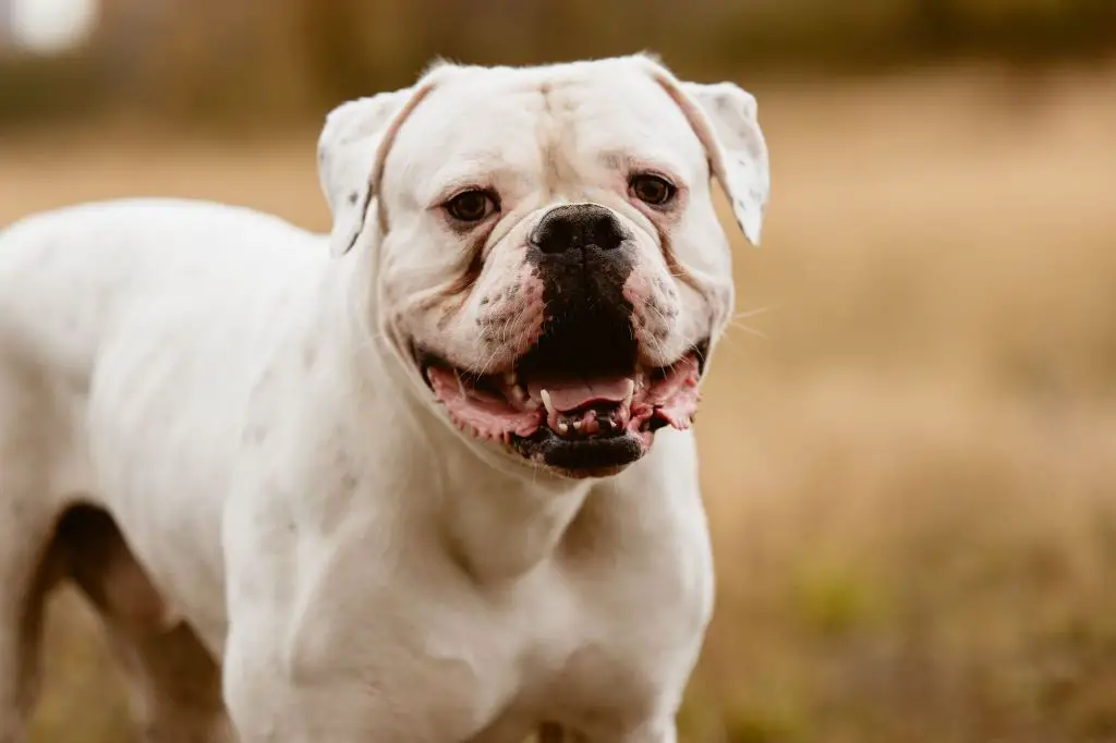 an alert american bulldog stares intently with a focused gaze, showing its muscular body, broad head, and strong jaws.