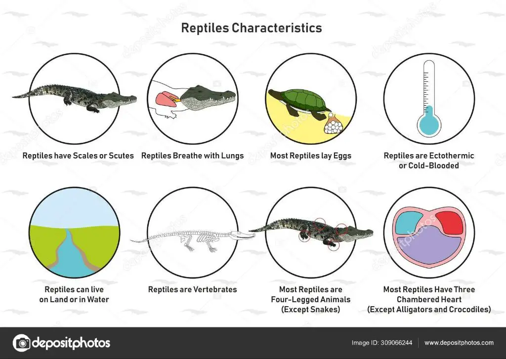 an alligator representing typical reptilian features like scales, eggs, and cold blood.