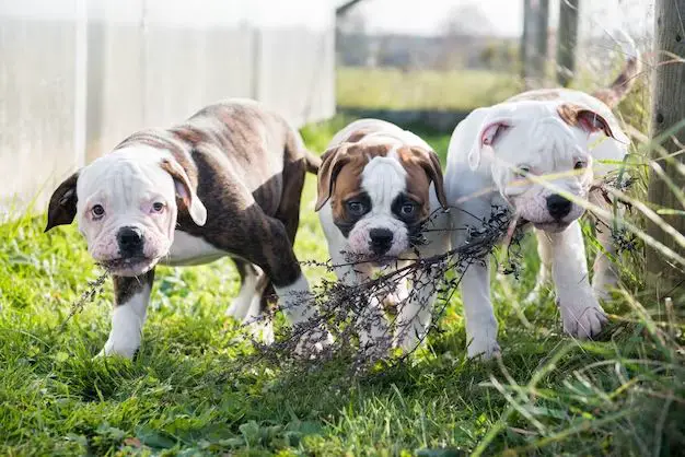 an american bulldog puppy playing outdoors.