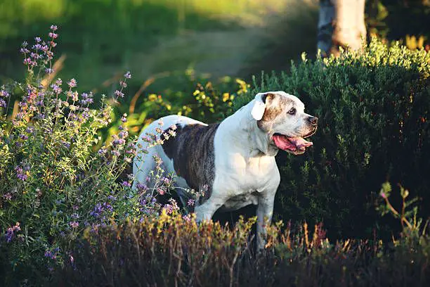 an american bulldog standing in a field.