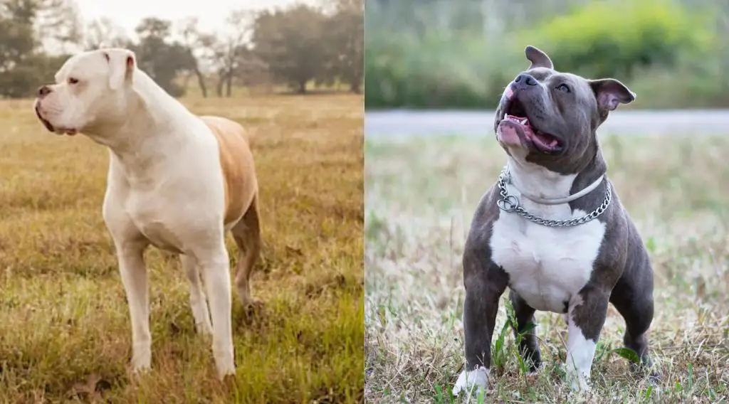 an american pit bull terrier and an american bulldog side by side.