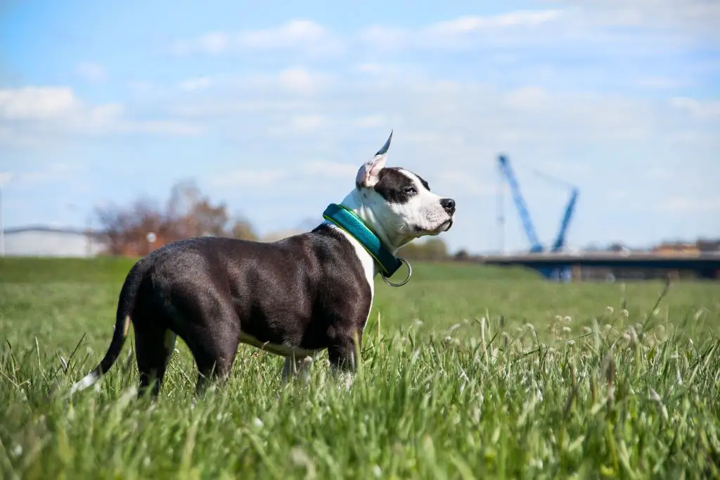 an american staffordshire terrier puppy concentrates intently on performing a trick, showing its trainability.