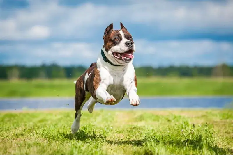 an american staffordshire terrier runs energetically across a field, its stocky, muscular body bounding through the grass.
