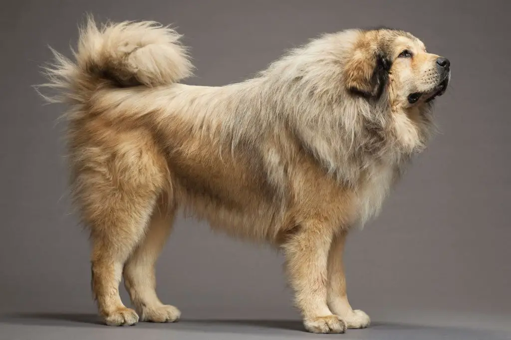 an ancient dog breed originating from east asia