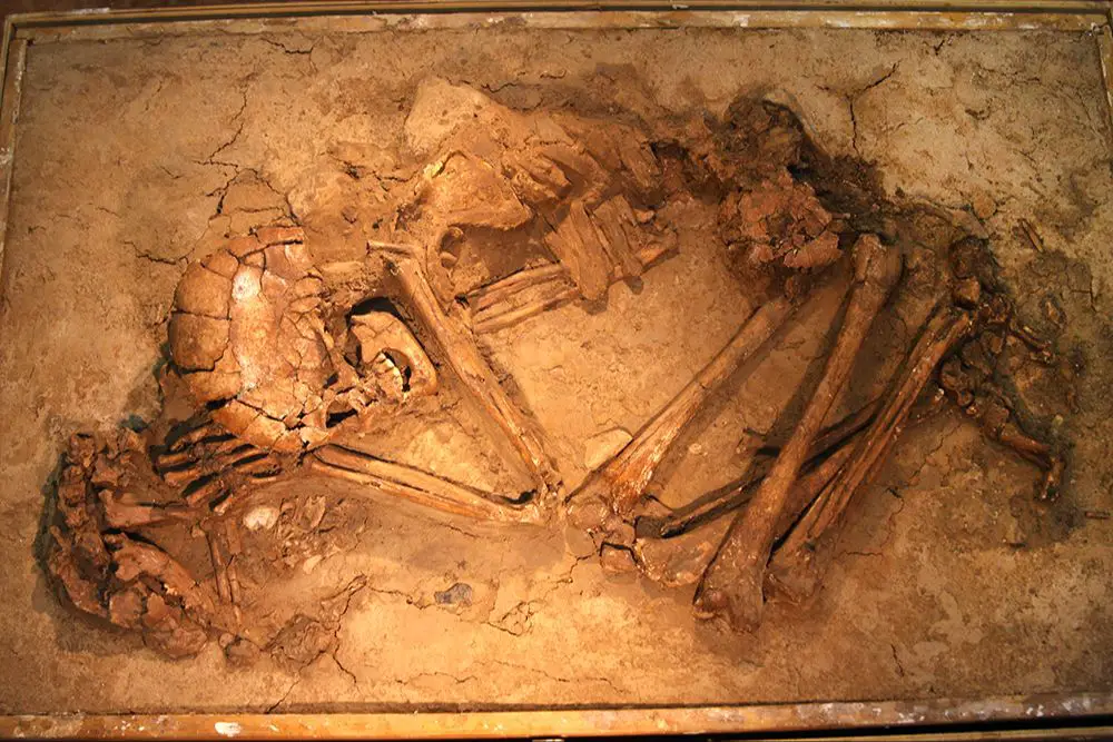 an ancient dog skeleton buried alongside humans