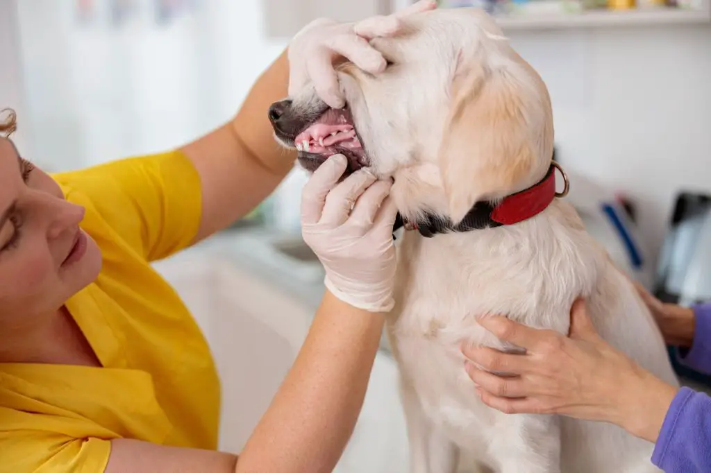 an animal control officer inspecting a dog's teeth