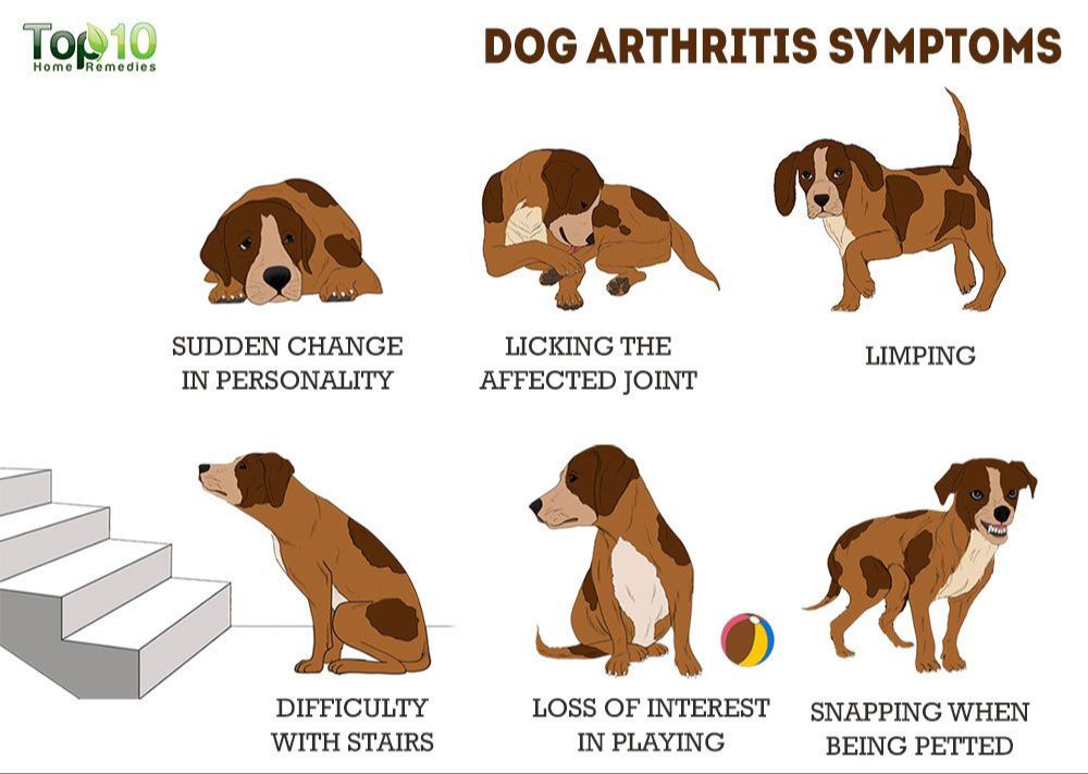 an arthritic dog having trouble standing up