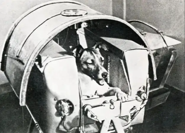 an artist's depiction of laika in orbit aboard the sputnik 2 spacecraft.