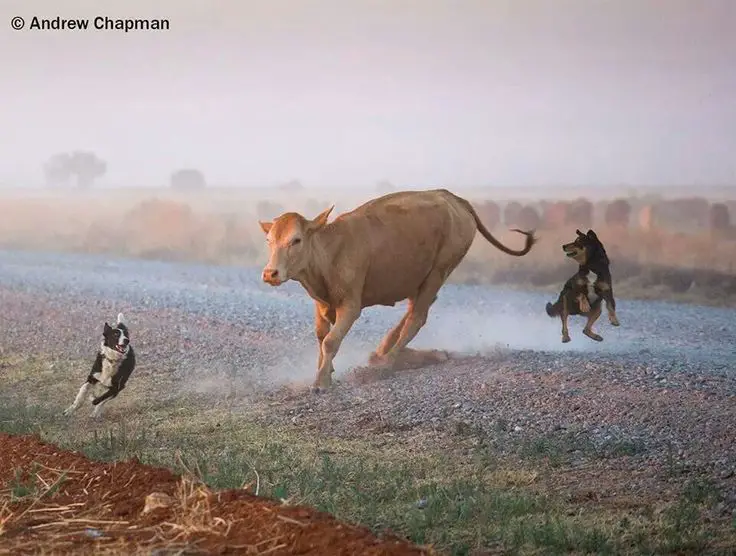 an australian cattle dog herding livestock on a ranch in the outback.