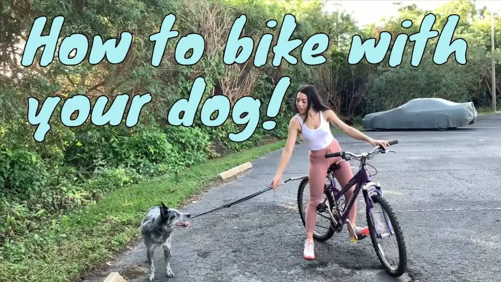 an australian cattle dog running alongside a person on a bicycle.