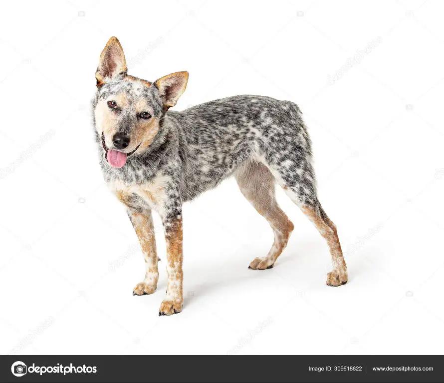 an australian cattle dog stands alert, looking straight at the camera with its head tilted. its black, tan, and white fur is neatly groomed.