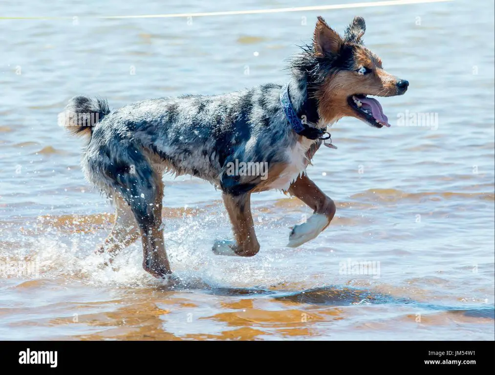 an australian shepherd dog running on a beach