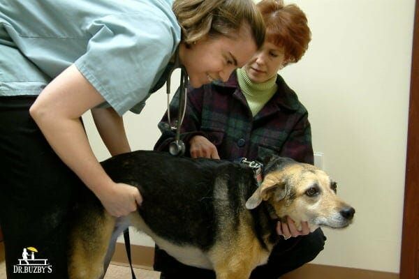 an elderly dog being examined by a veterinarian