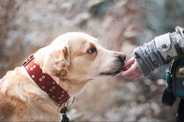 an elderly dog being hand-fed