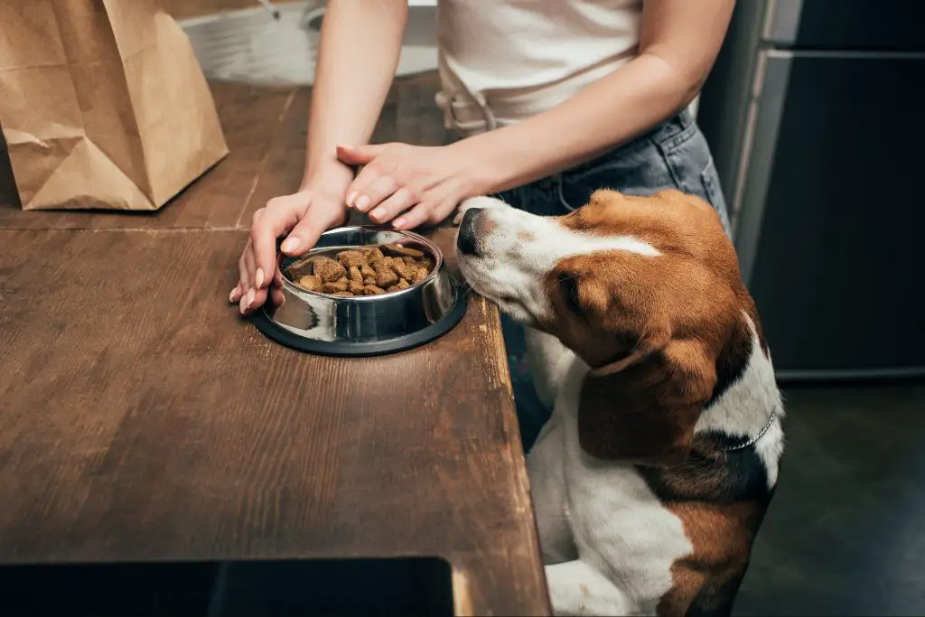 an elderly dog eating from a bowl of kirkland brand dog kibble.