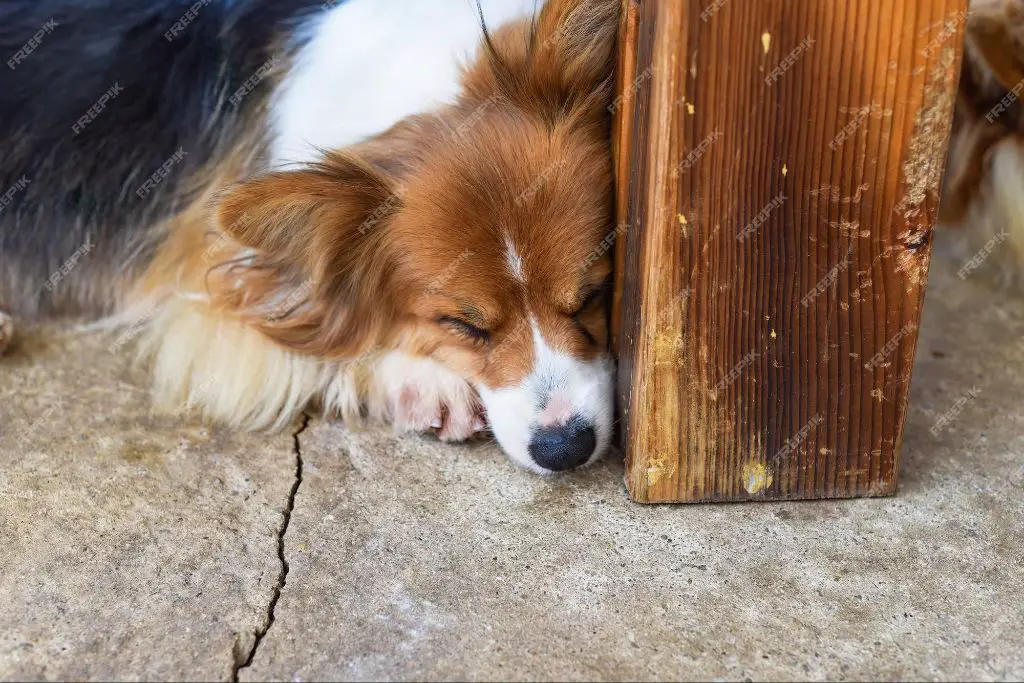 an elderly dog resting peacefully with eyes closed