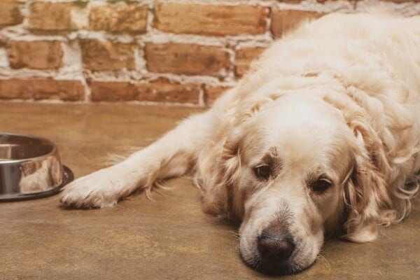 an elderly dog who has lost interest in food