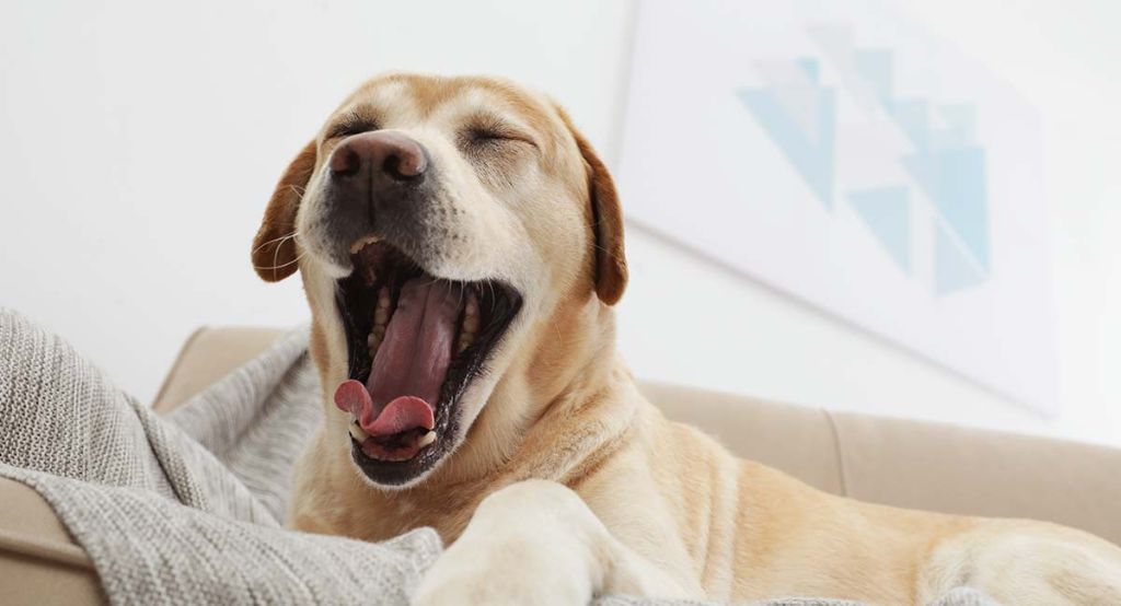 an elderly dog yawning from fatigue