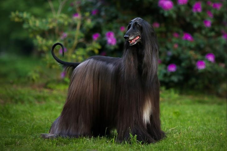 an elegant afghan hound with long silky fur standing in a field.